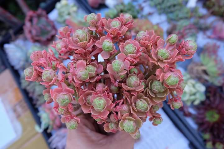 Succulent