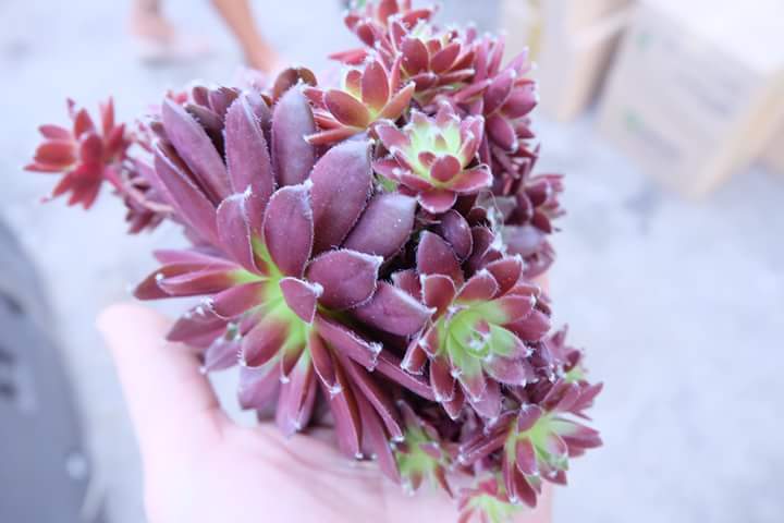 Succulent