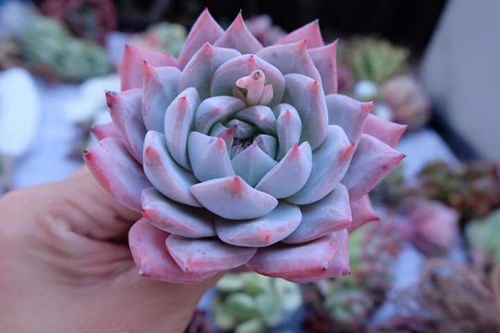 Succulent