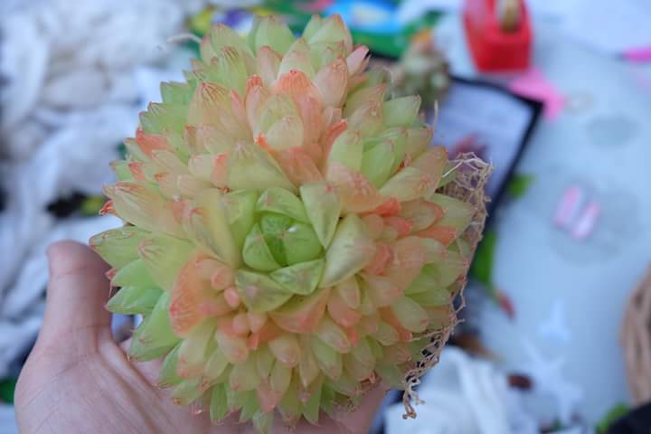 Succulent