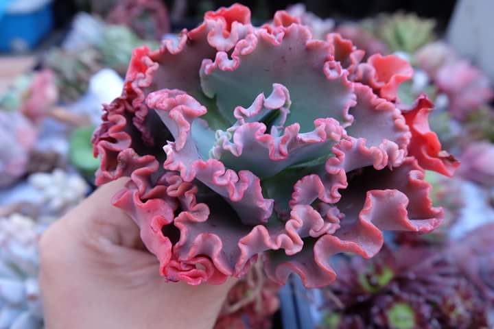 Succulent