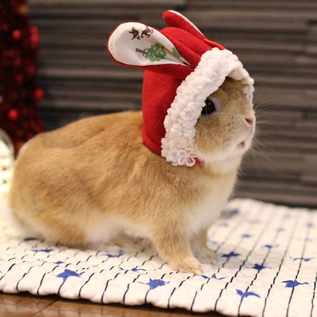 Santa Usagi