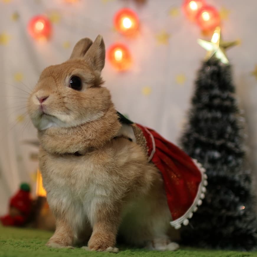 Santa Usagi