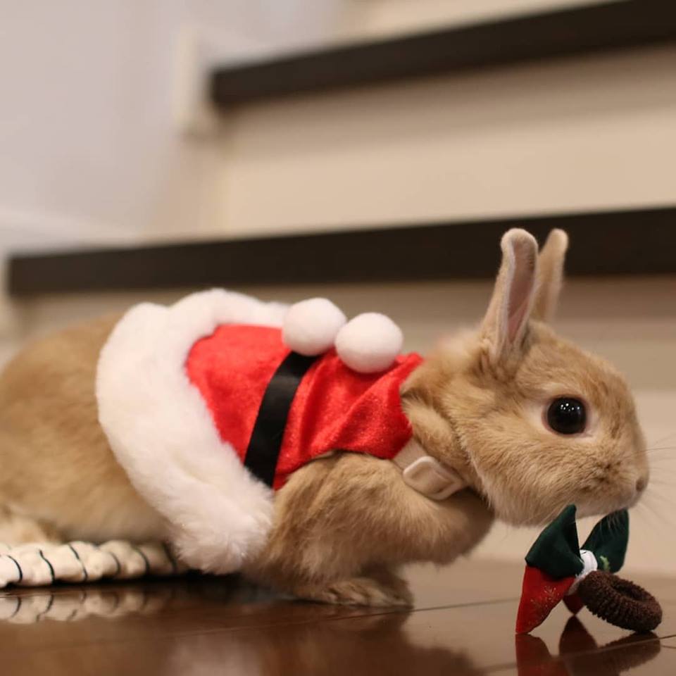 Santa Usagi