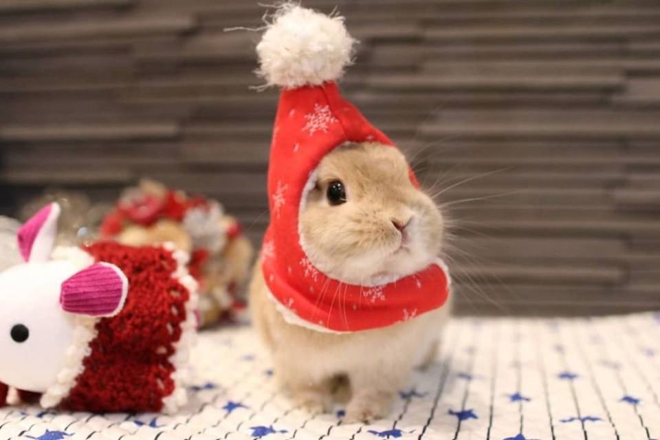 Santa Usagi