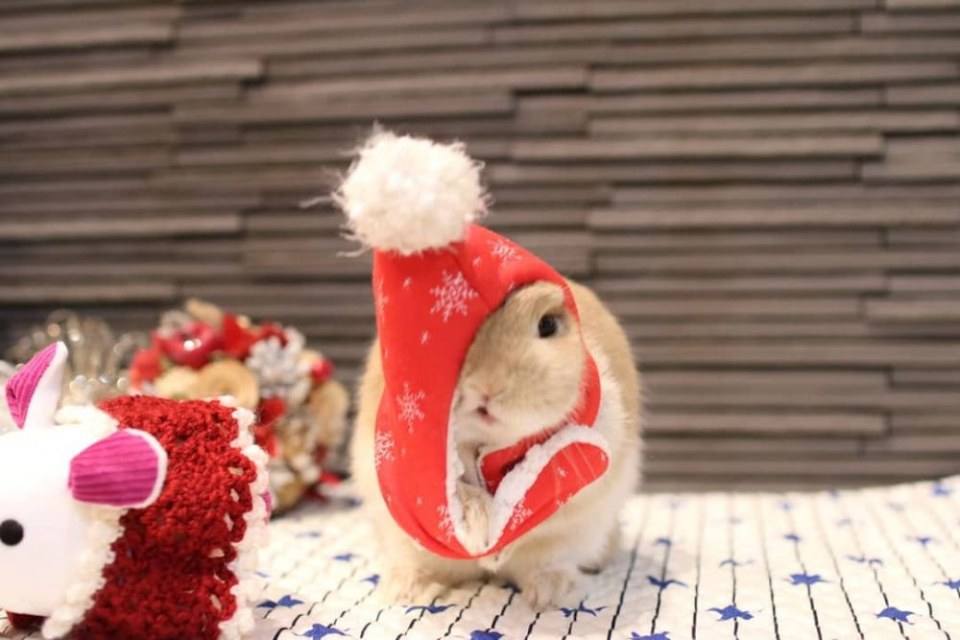 Santa Usagi