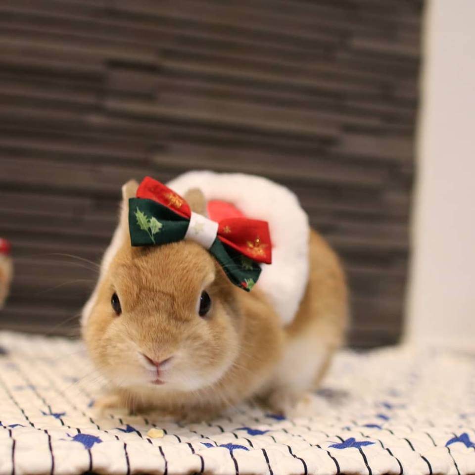 Santa Usagi