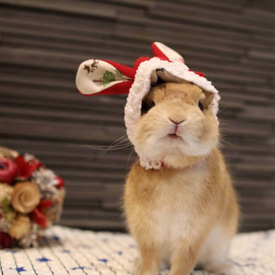 Santa Usagi