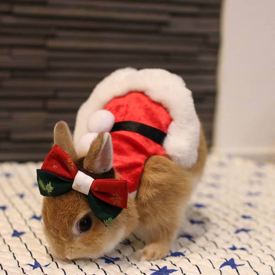 Santa Usagi