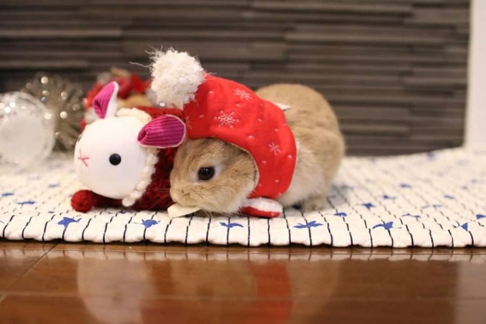 Santa Usagi