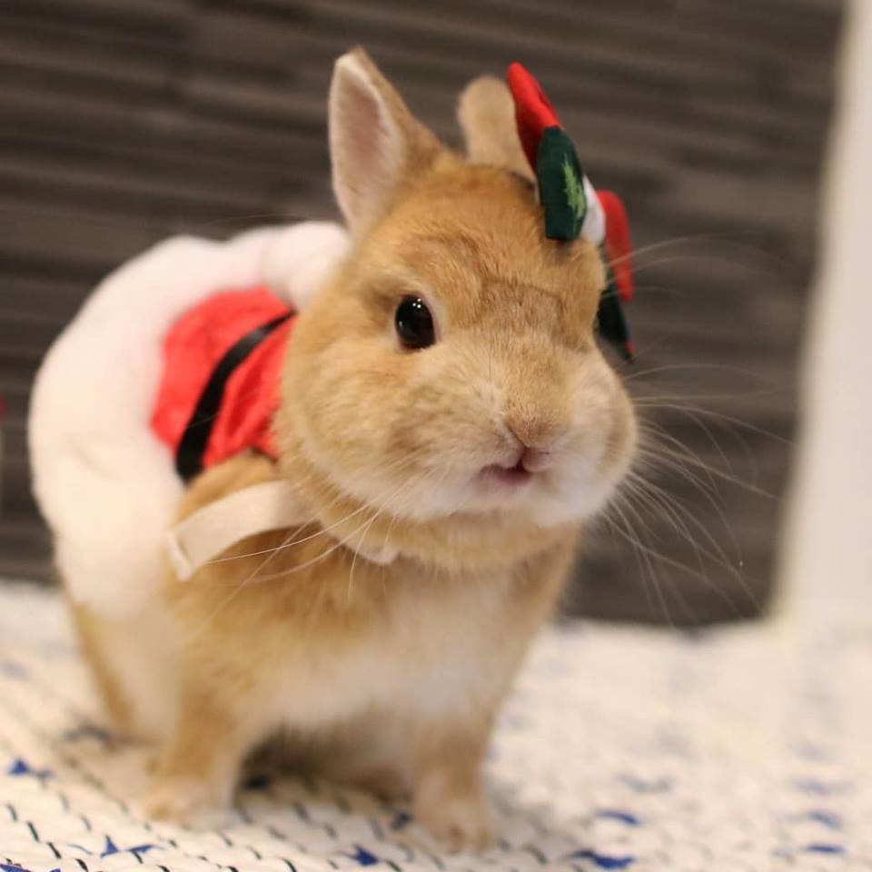 Santa Usagi