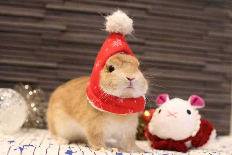Santa Usagi