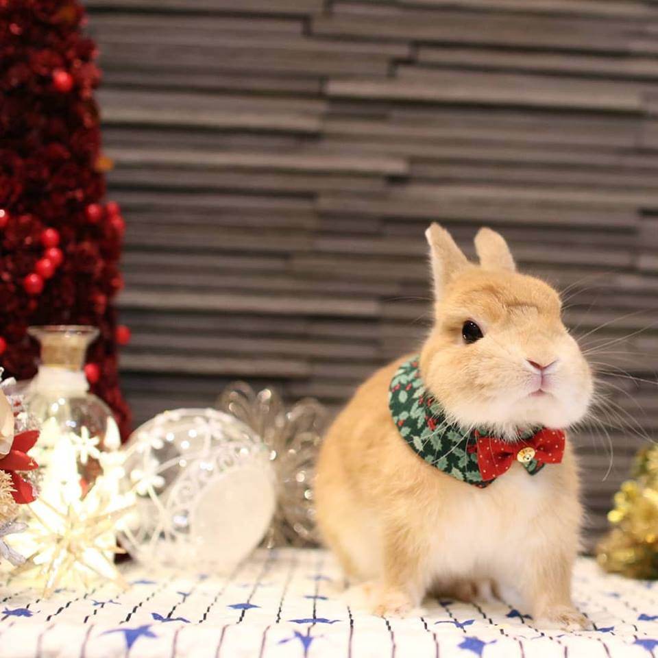 Santa Usagi