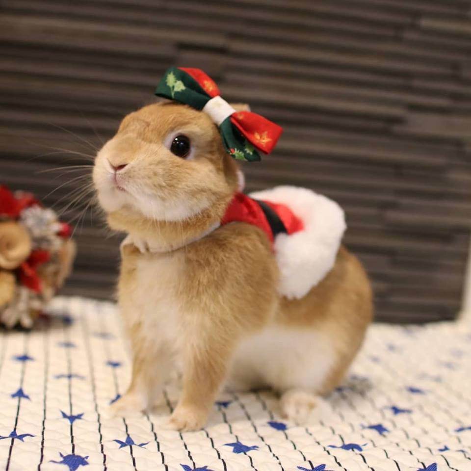 Santa Usagi
