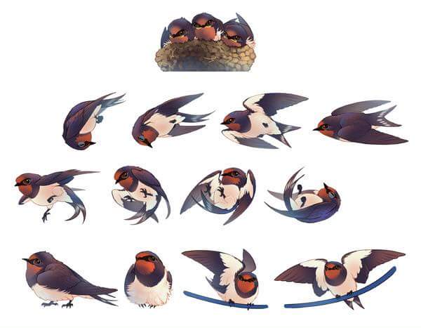 Birdy