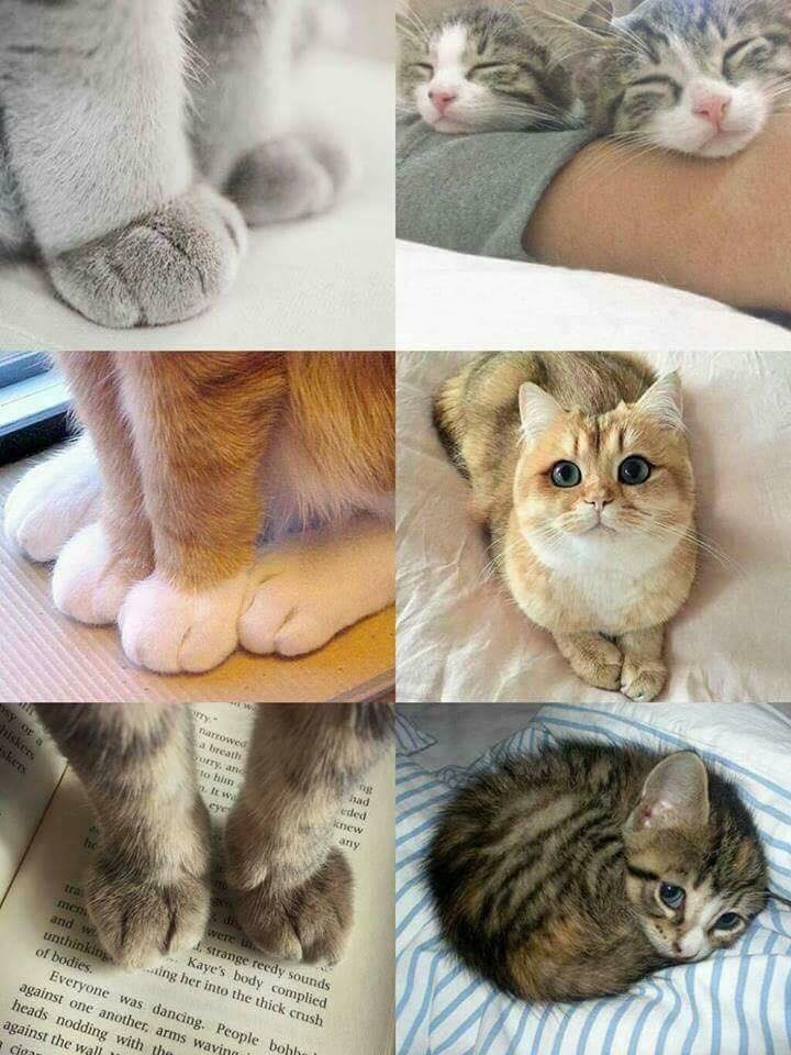 Cute pets