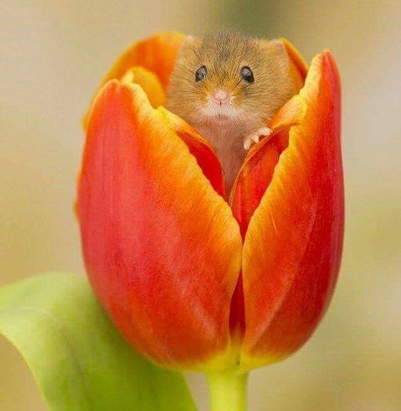 Cute pets