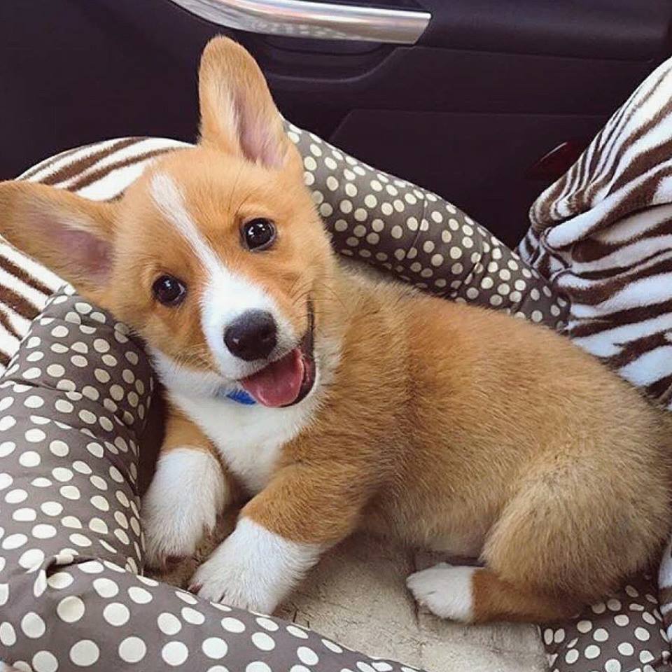 Cute pets