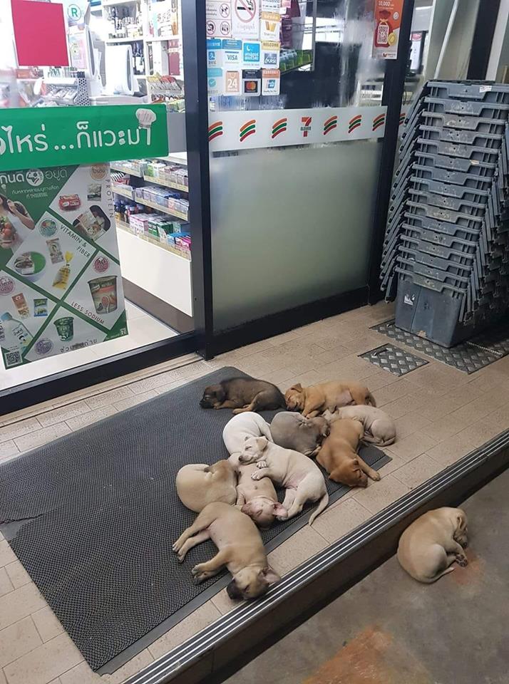 Cute pets