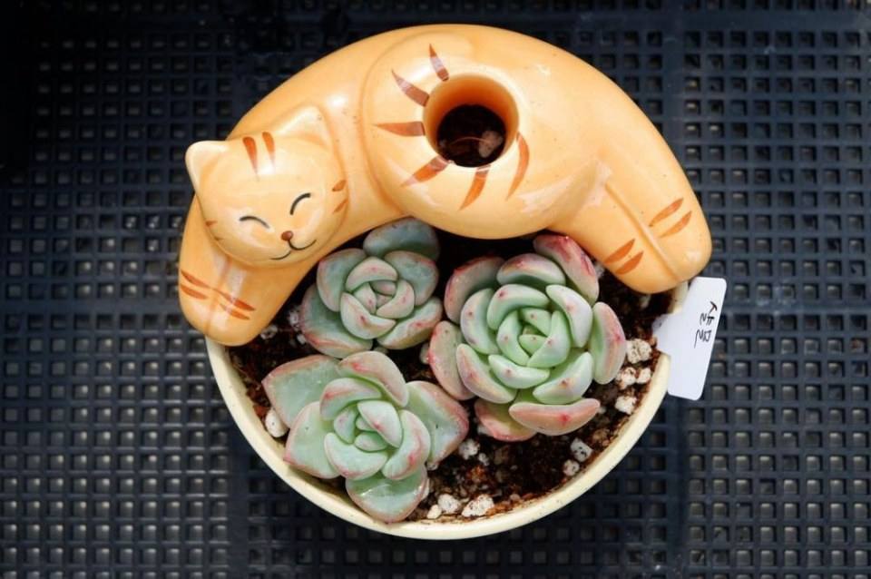 Cute pets