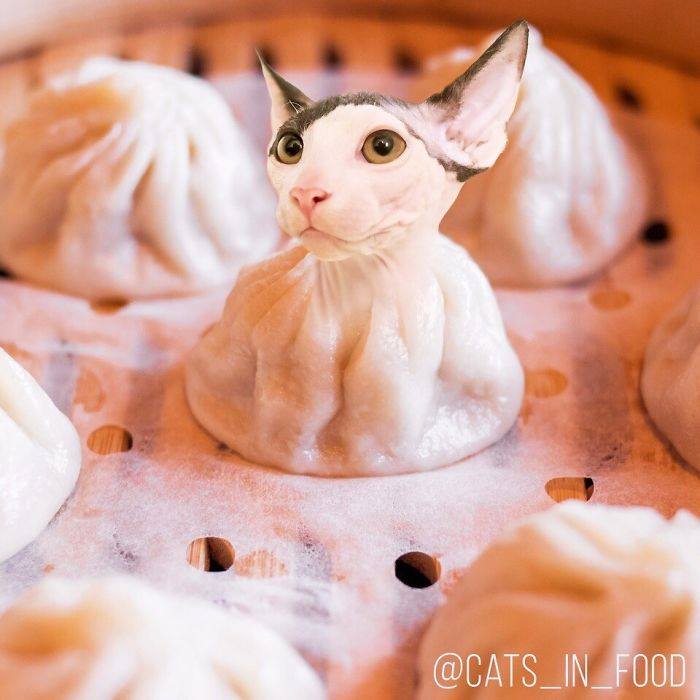 อาหาร(ที่มี)แมว