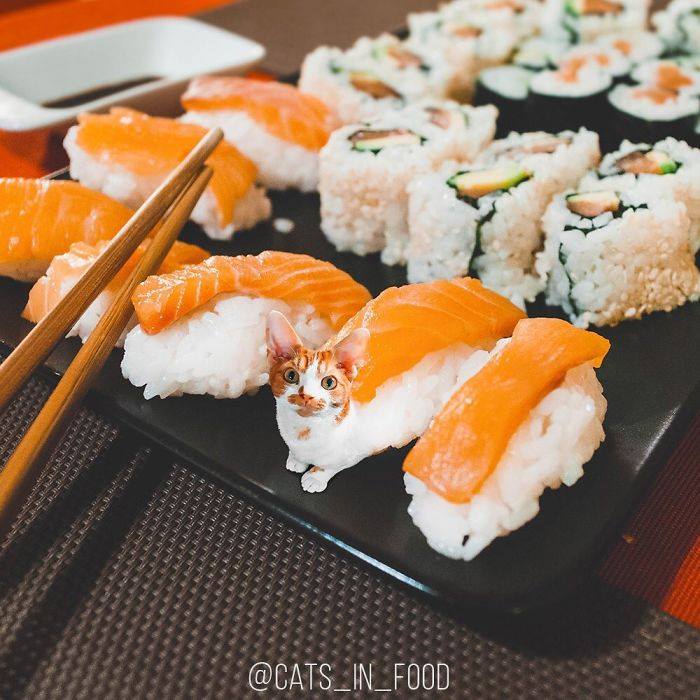 อาหาร(ที่มี)แมว
