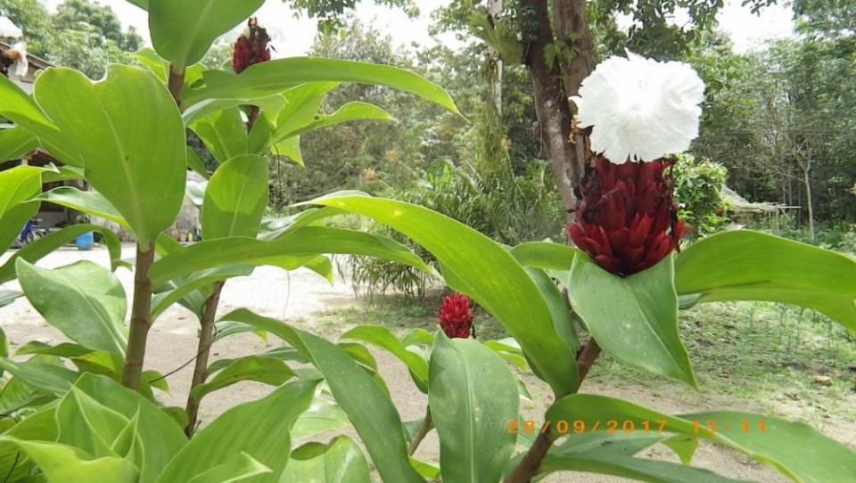 เอื้องหมายนา