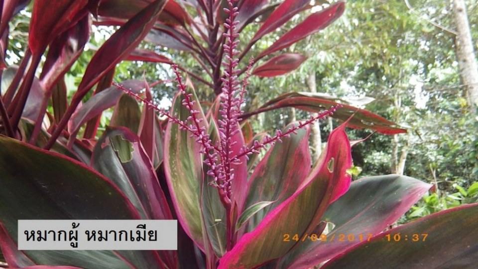 หมากเมีย