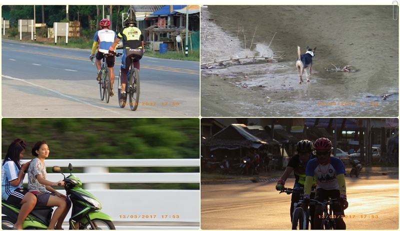 หมา ในคลอง