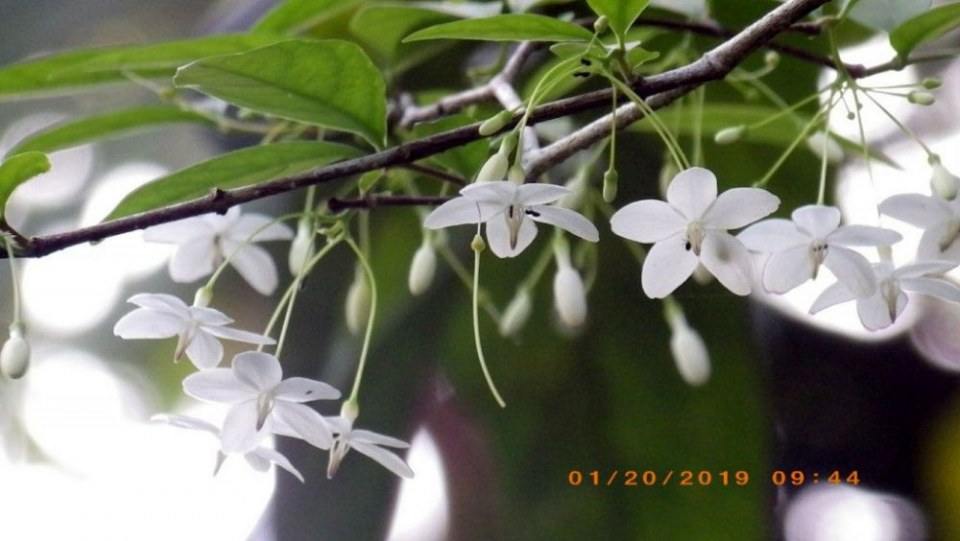 ดอกโมก