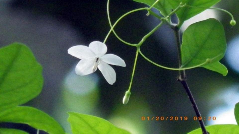 ดอกโมก