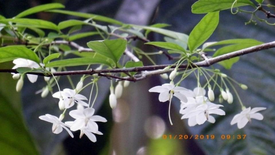 ดอกโมก