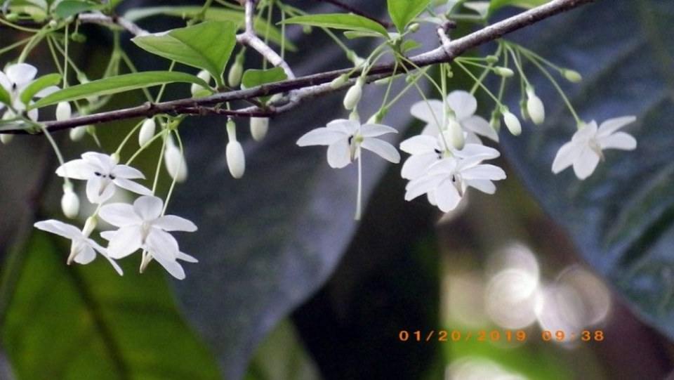 ดอกโมก