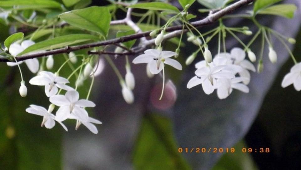 ดอกโมก