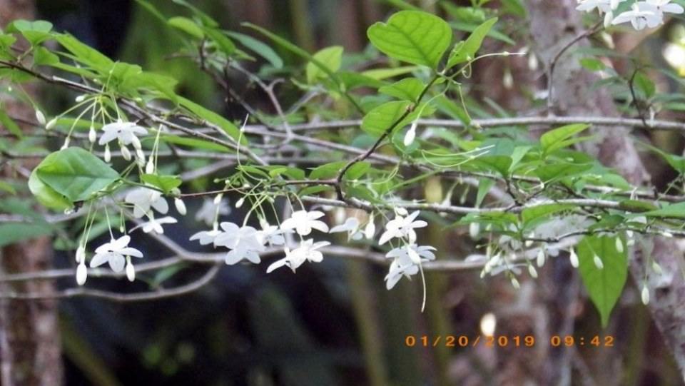 ดอกโมก