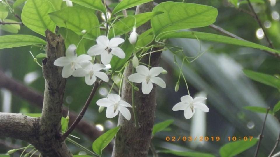 ดอกโมก