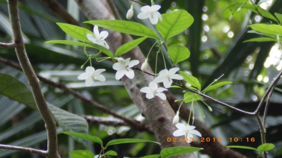 ดอกโมก