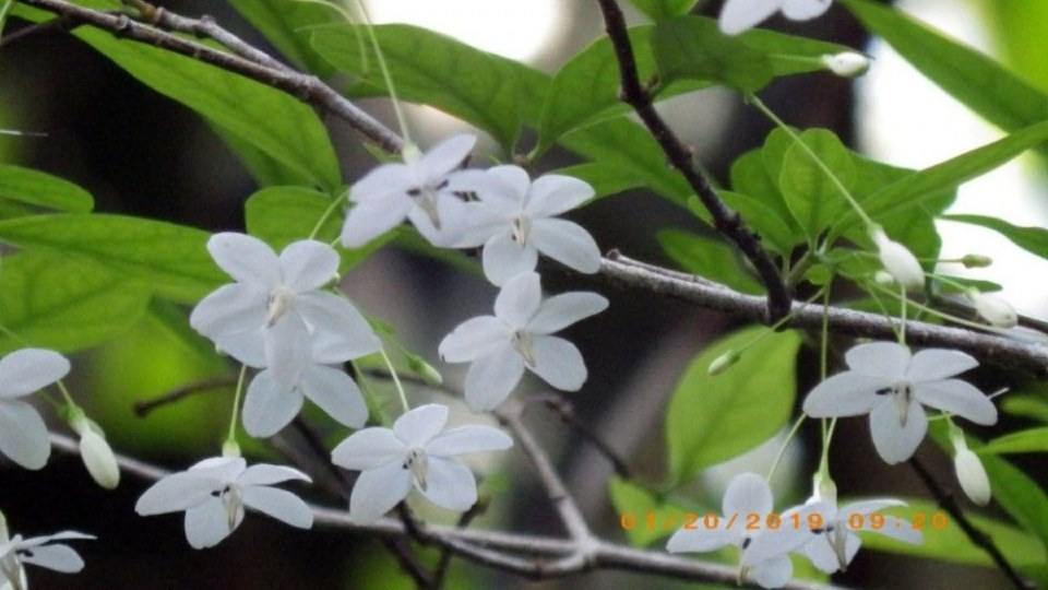 ดอกโมก