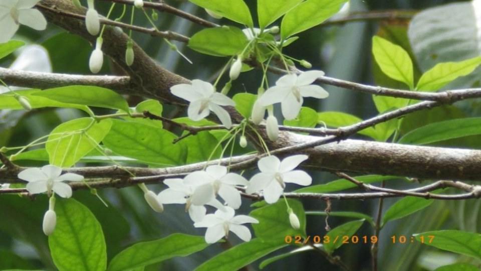 ดอกโมก