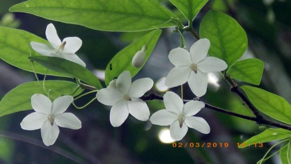 ดอกโมก