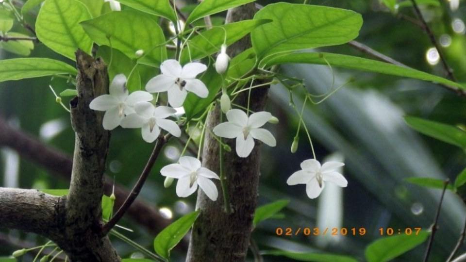 ดอกโมก