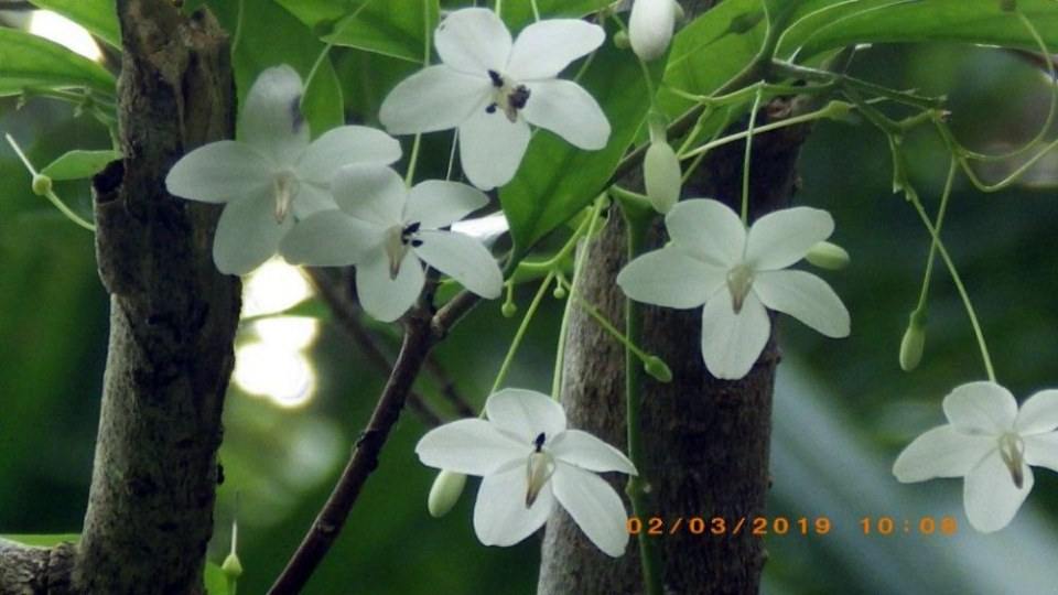 ดอกโมก