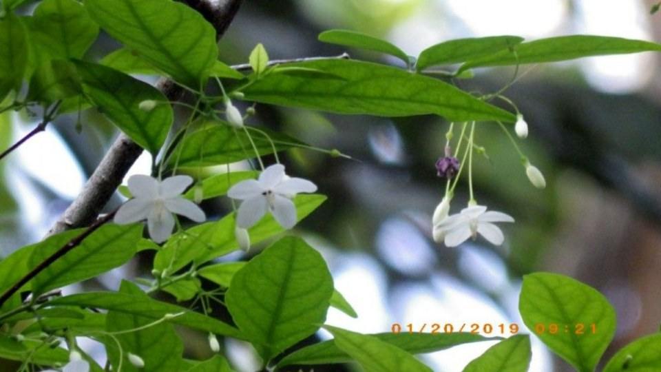 ดอกโมก