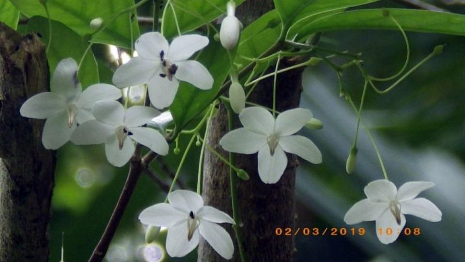 ดอกโมก
