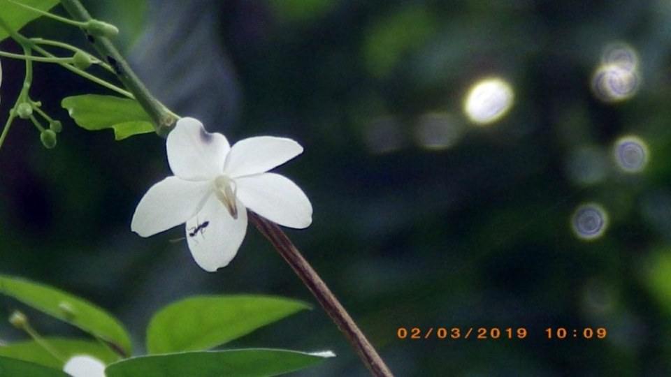 ดอกโมก