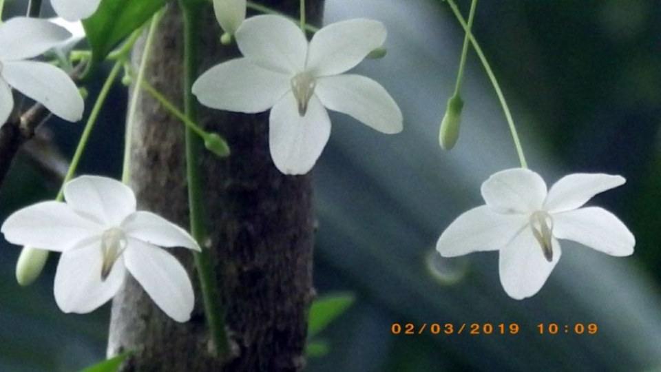 ดอกโมก