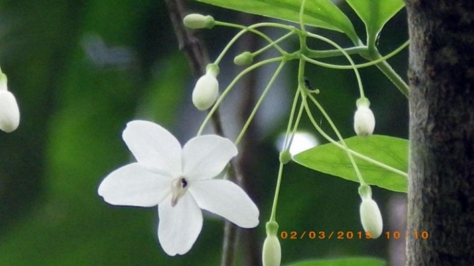 ดอกโมก