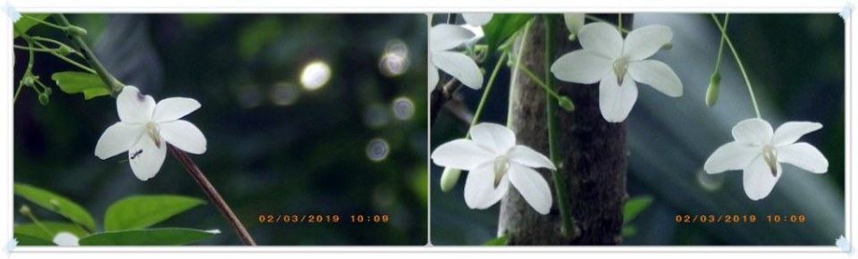 ต้นนี้ ดอกจะหมดเดือน มี.ค.มีดอกให้ชม ๒ เดือนกว่า