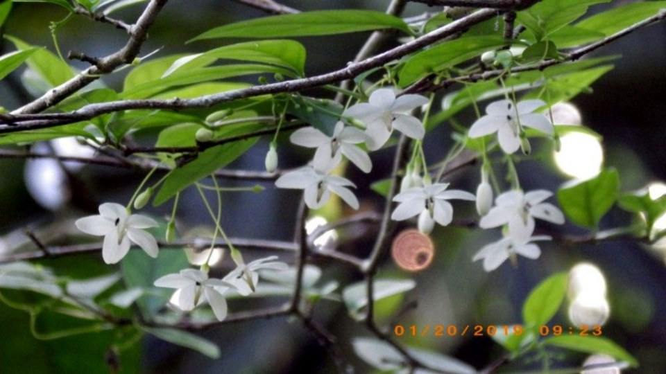 ดอกโมก