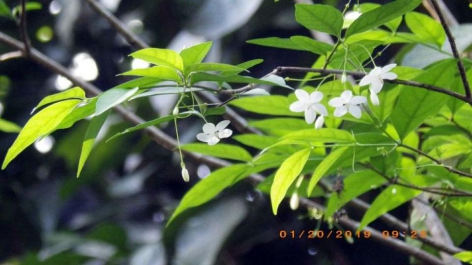 ดอกโมก